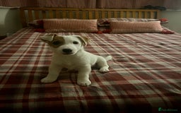 Jack Russell dogs for stud: Beautiful Jack Russell for Stud  - Image 30