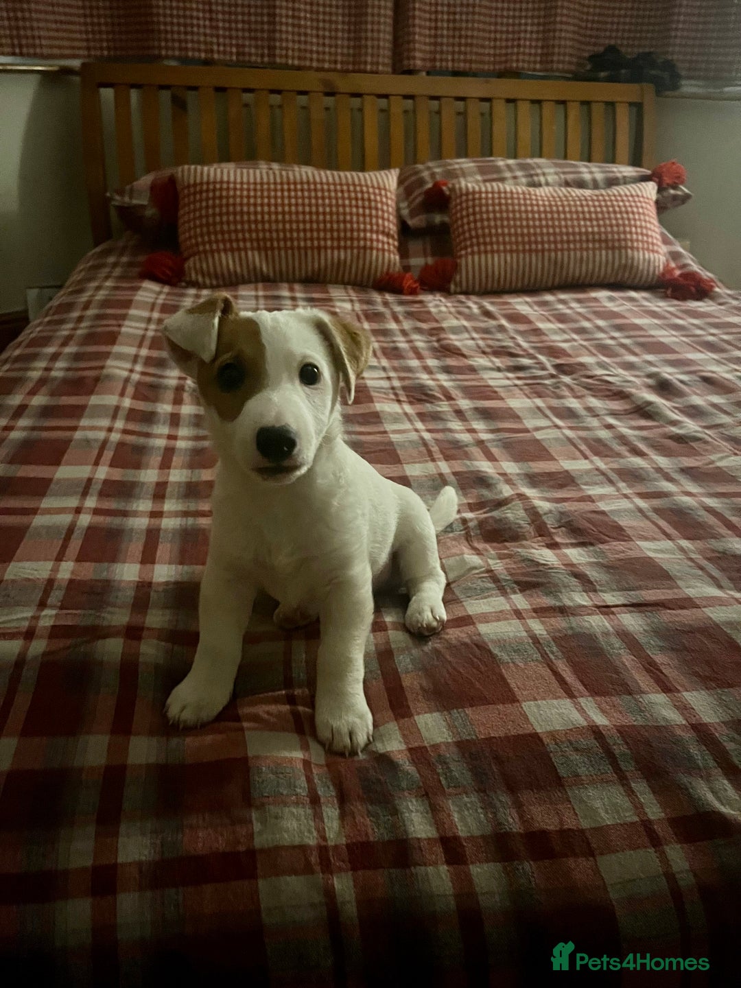 Jack Russell dogs for stud: Beautiful Jack Russell for Stud  - Image 30