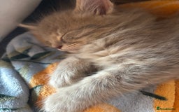 Mixed Breed cats for sale: Stunning Ragdoll x British short hair boy  - Image 6