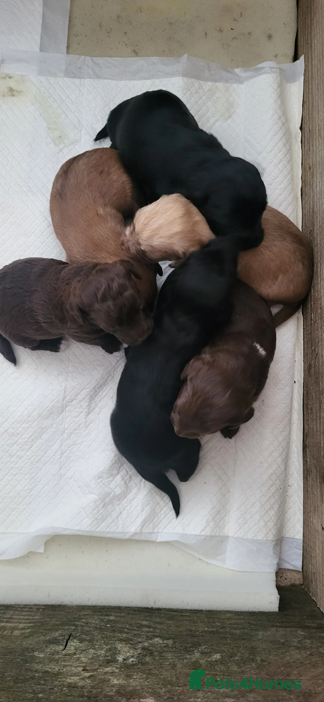 Jackapoo dogs for sale: Jackapoo pups for sale  - Advert 2