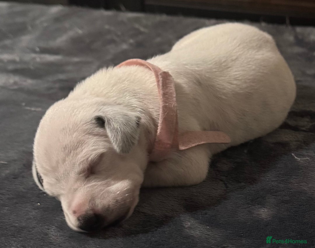 Dalmatian dogs for sale: KC Registered Dalmatian pups! - Advert 29