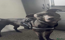 Mixed Breed dogs for sale: Greyhound cross - Image 2