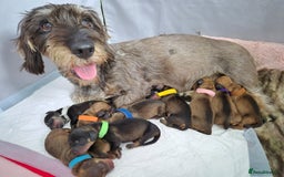 Dachshund dogs for sale: Tekel (wire haired dachshund) puppies for sale  - Image 1