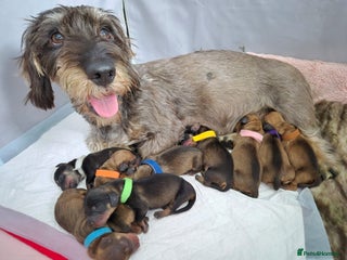 Dachshund dogs - Advert 5