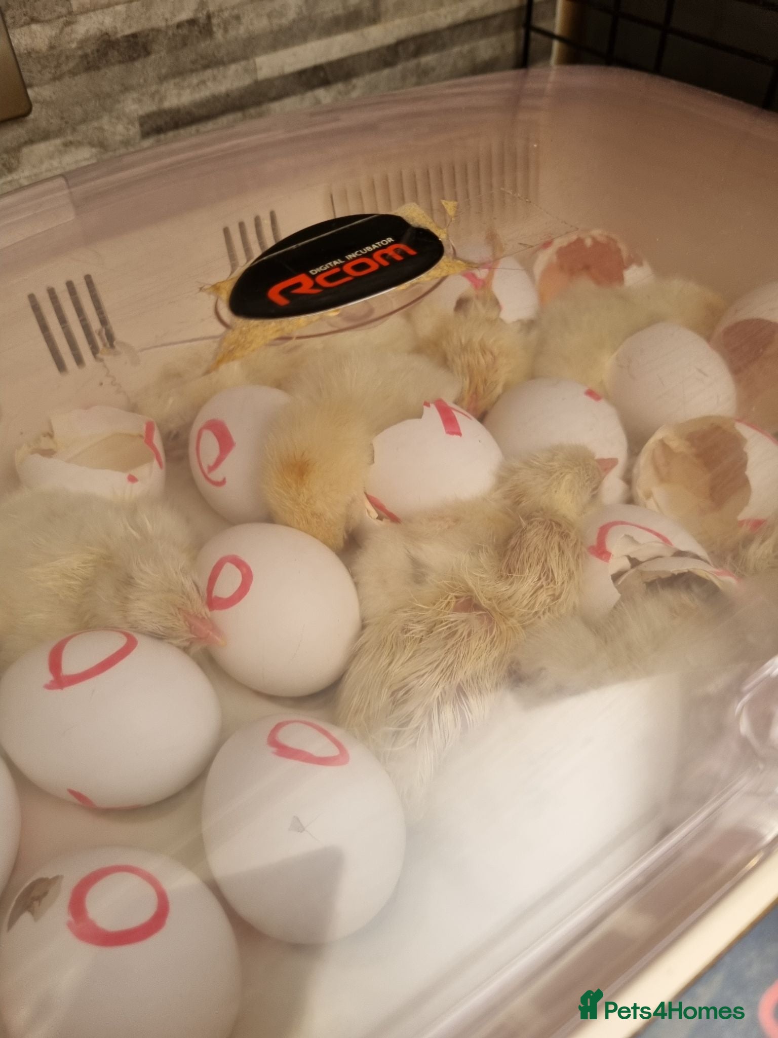Chickens poultry White leghorn chicks - Advert 1
