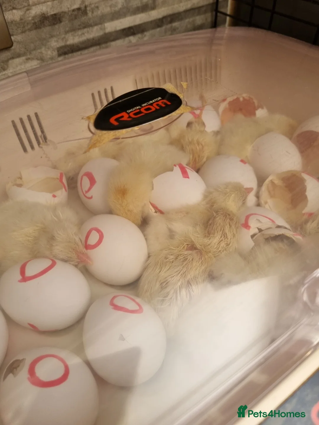 Chickens poultry for sale: White leghorn chicks in Sheffield - Advert 1