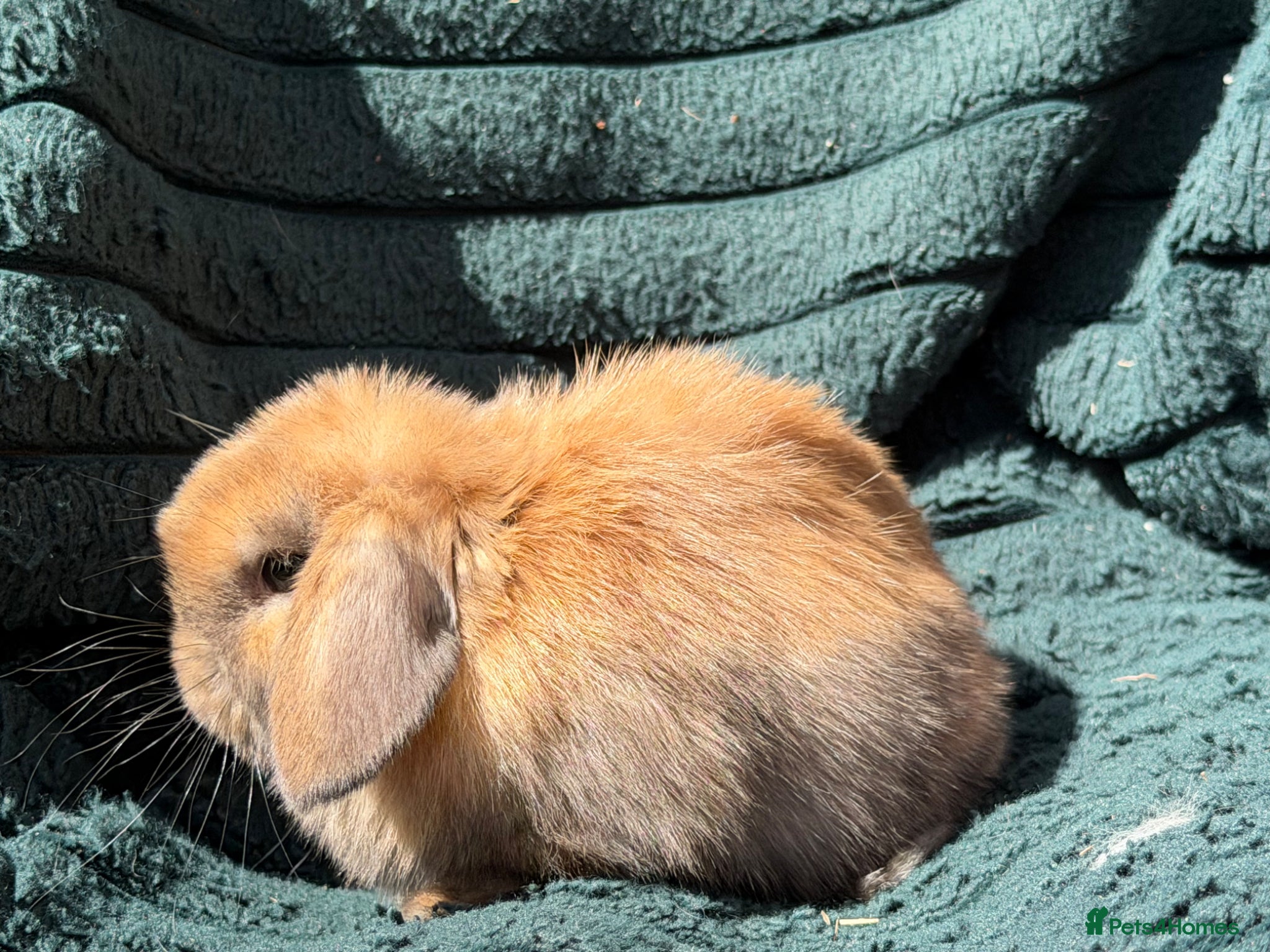 Mini Lop rabbits for sale: stunning baby girl ready now - Advert 10