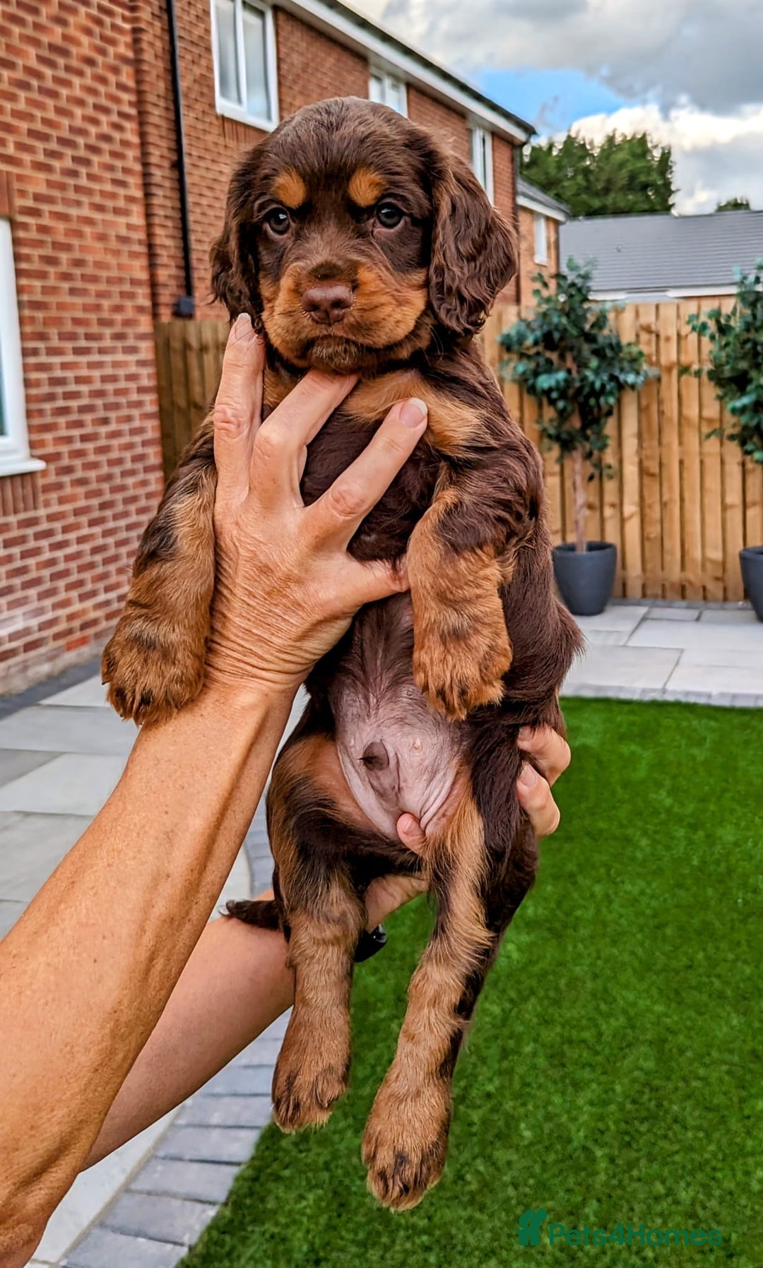 Cocker Spaniel dogs for stud: 🔥WORKING CHOC ROAN COCKER STUD 🔥 in Gateshead - Advert 7