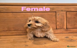 Cavapoo dogs for sale: F1 Red Cavapoo Puppies - Image 7