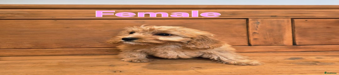 Cavapoo Puppy 3