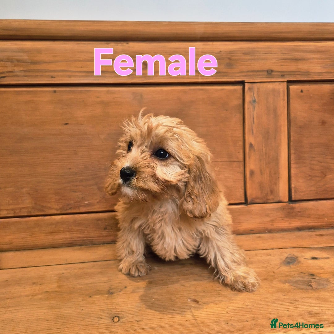 Cavapoo dogs for sale: F1 Red Cavapoo Puppies - Image 7