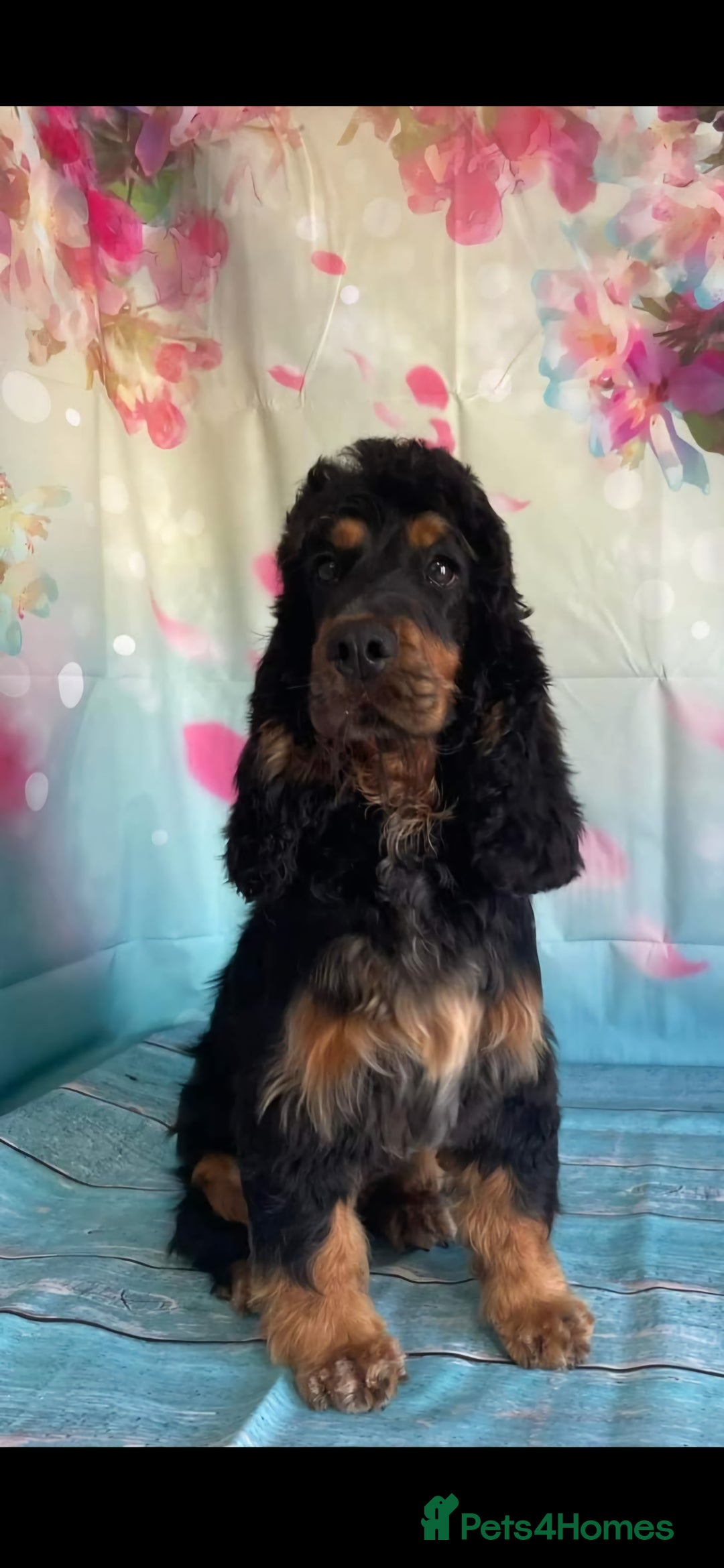 Cockapoo dogs for sale: Cockapoo puppies - Advert 1