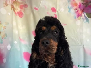 Cockapoo dogs Cockapoo puppies - Advert 4