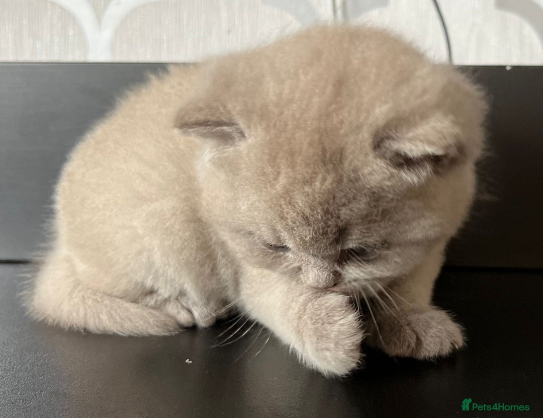 British Shorthair cats for sale: British Shorthair Kittens - Image 5