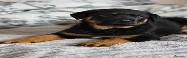 Rottweiler Puppy 1