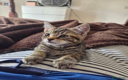 Domestic Shorthair cats for sale: 10 week old tabby female kitten for sale - Image 3