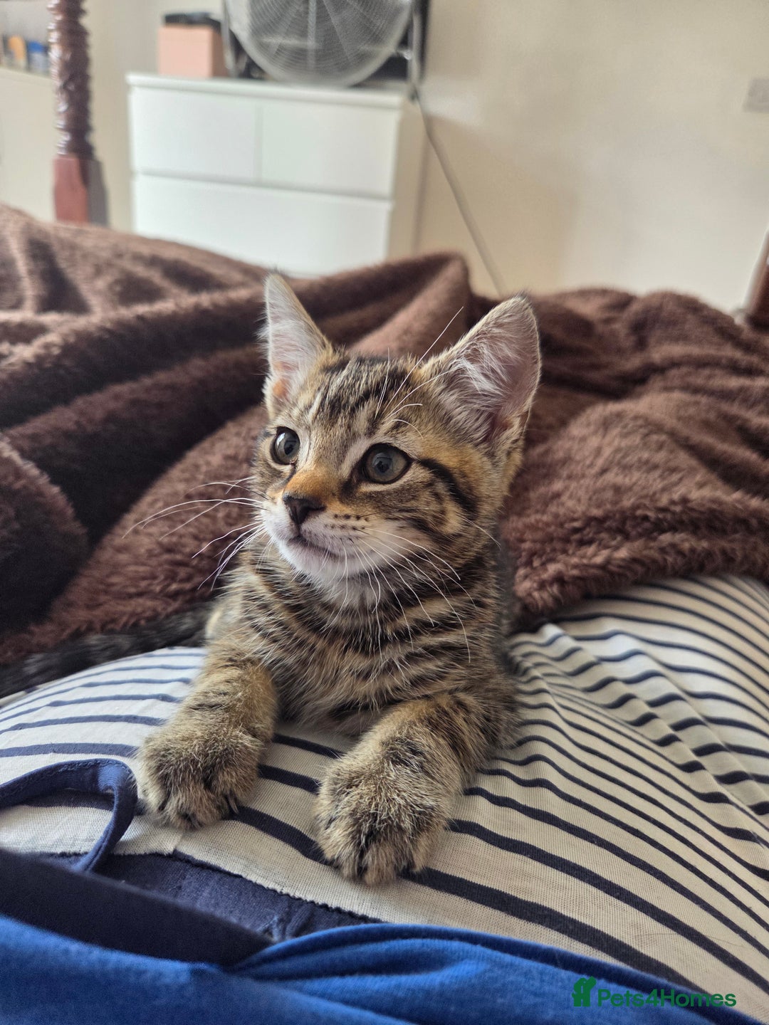 Domestic Shorthair cats for sale: 10 week old tabby female kitten for sale - Image 3