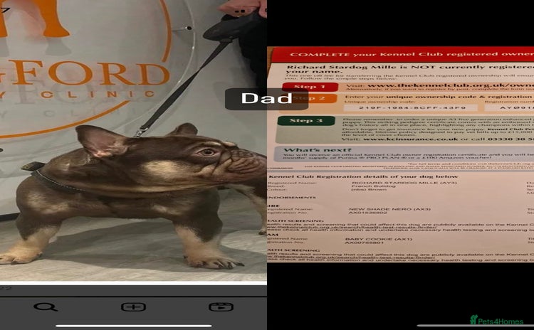 French Bulldog dogs - Advert 2