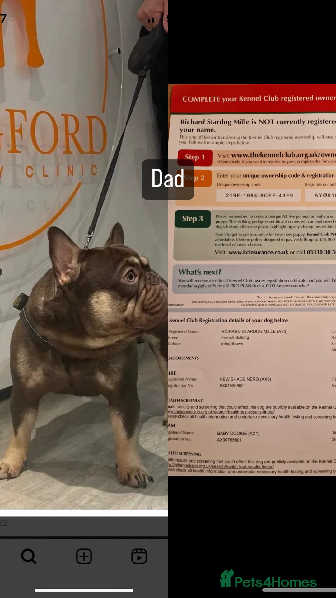 French Bulldog dogs for sale: Frenchie puppy’s available  - Image 9