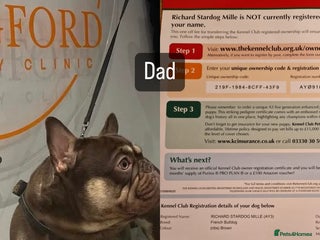 French Bulldog dogs - Advert 5