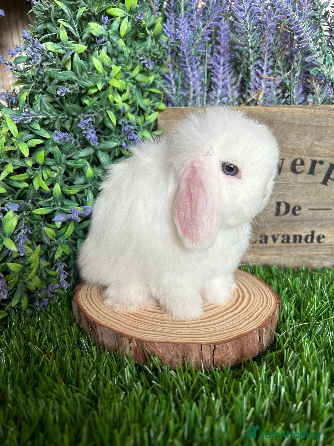 Mini Lop rabbits for sale: ⭐️ FRIENDLY PUREBRED MINI LOP BUNNIES ⭐️ - Image 22