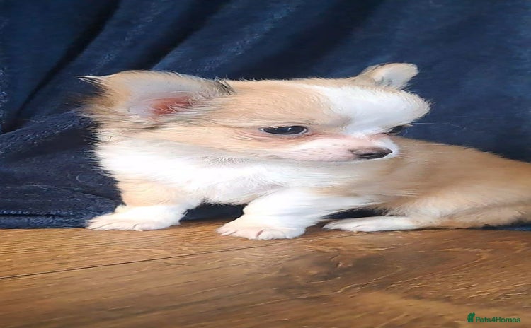 Chihuahua dogs - Advert 4