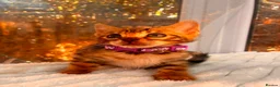 Bengal cats for sale: 💕 GORGEOUS PURE BENGAL KITTENS READY FOR HOMES!  - Advert 26