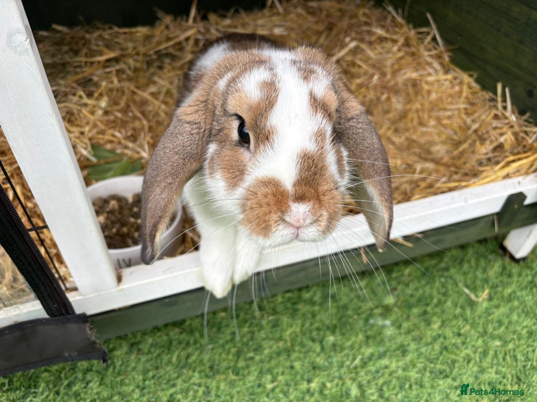Mixed Breed rabbits for sale: Mini Lop X - Advert 4