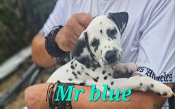 Dalmatian dogs for sale: Dalmatian puppies Ready now - Image 5