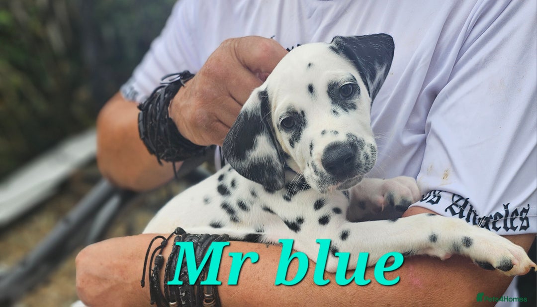 Dalmatian dogs for sale: Dalmatian puppies Ready now - Image 5