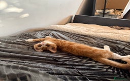 Siberian cats for sale: Special needs kitten needs a special home - Image 7