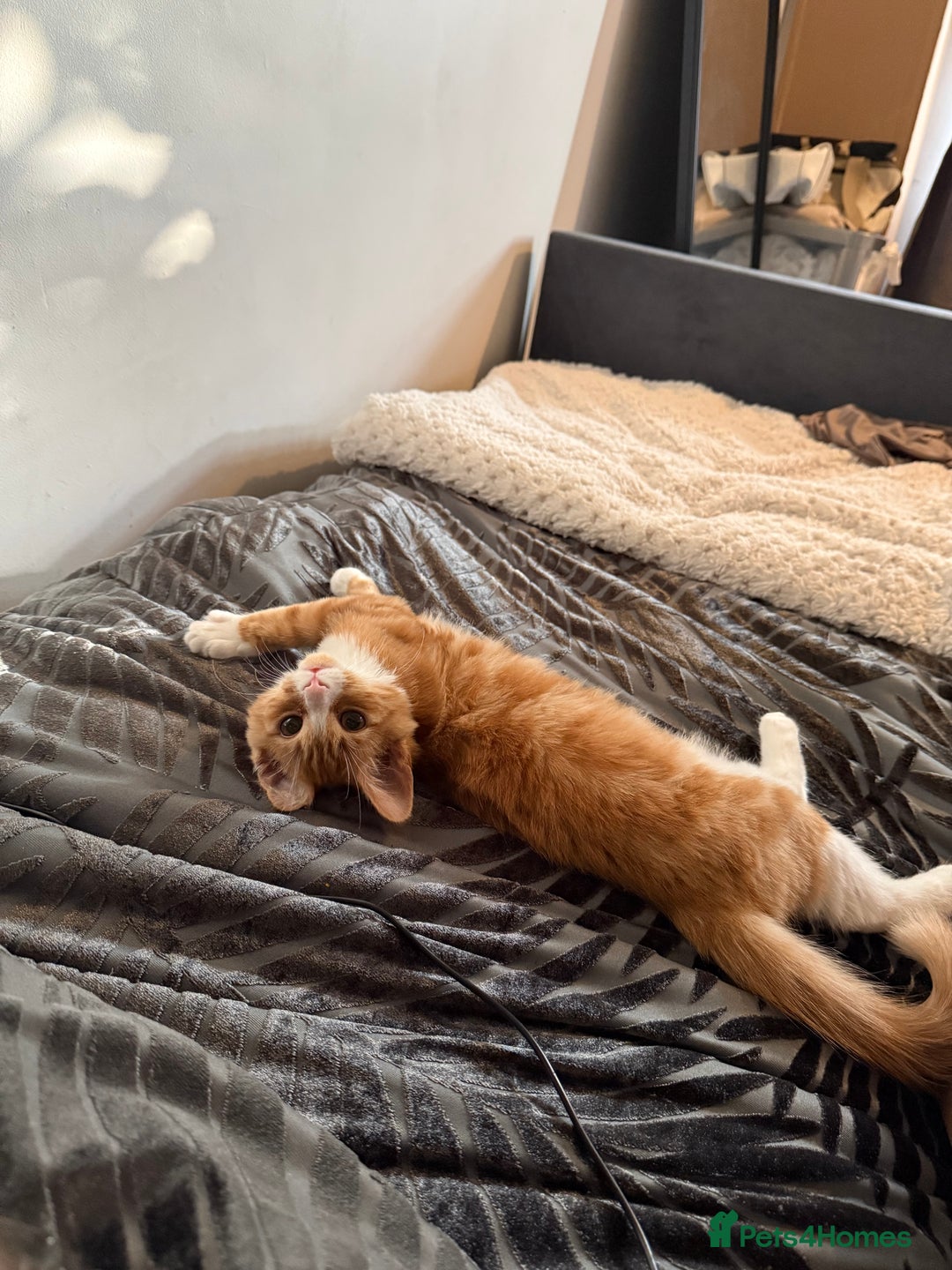 Siberian cats for sale: Special needs kitten needs a special home - Image 7