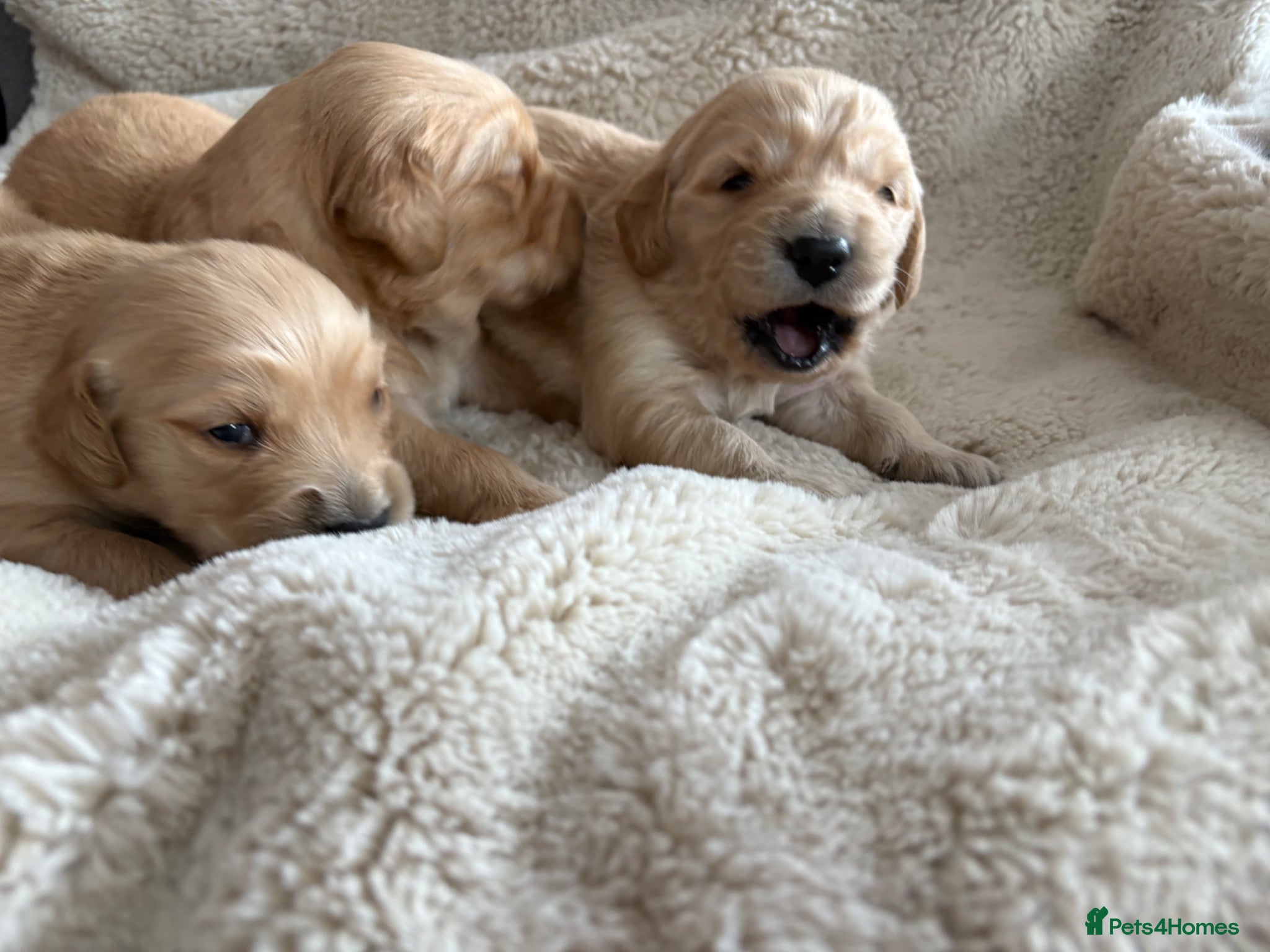 Golden Retriever dogs Dark golden retriever puppies kc reg - Advert 3