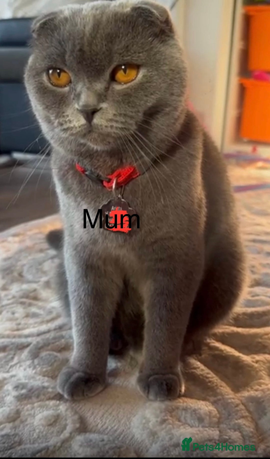 British Shorthair cats for sale: British Shorthair kittens - Advert 18