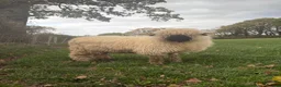 Sheep livestock for sale: Valais Blacknose Ram Lamb - Advert 2