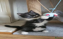 Mixed Breed cats for sale: 4 adorable kittens — 2 boys girls and 2 girls. - Image 30