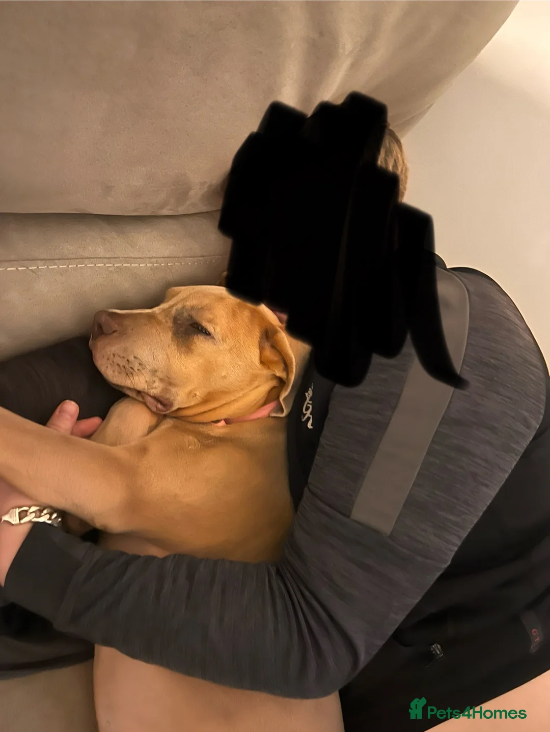 Mixed Breed dogs for sale: 1 year old Cane corso  - Advert 9