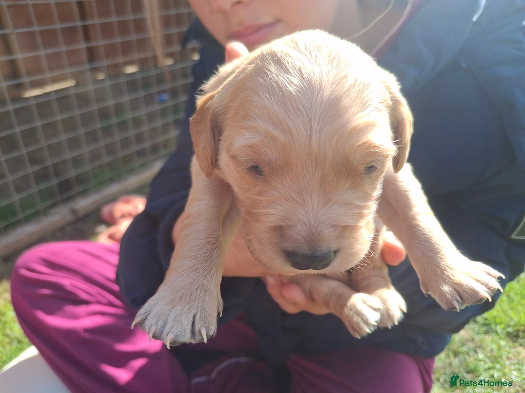 Golden Retriever dogs for sale: Working golden retriever puppies for sale  - Image 7