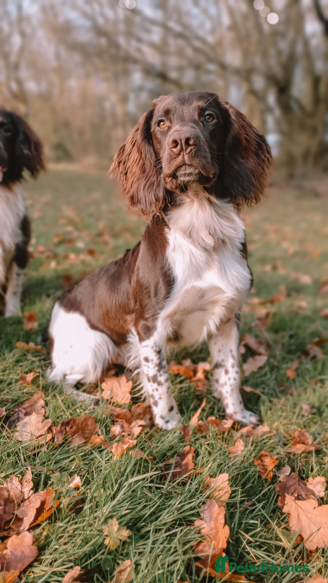 English Springer Spaniel dogs for stud: English Springer Spaniel Stud in Derby - Advert 24