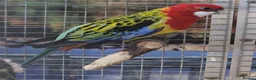 Parrots birds for sale: Birds/Parakeets/Parrots/Amazons  - Advert 7