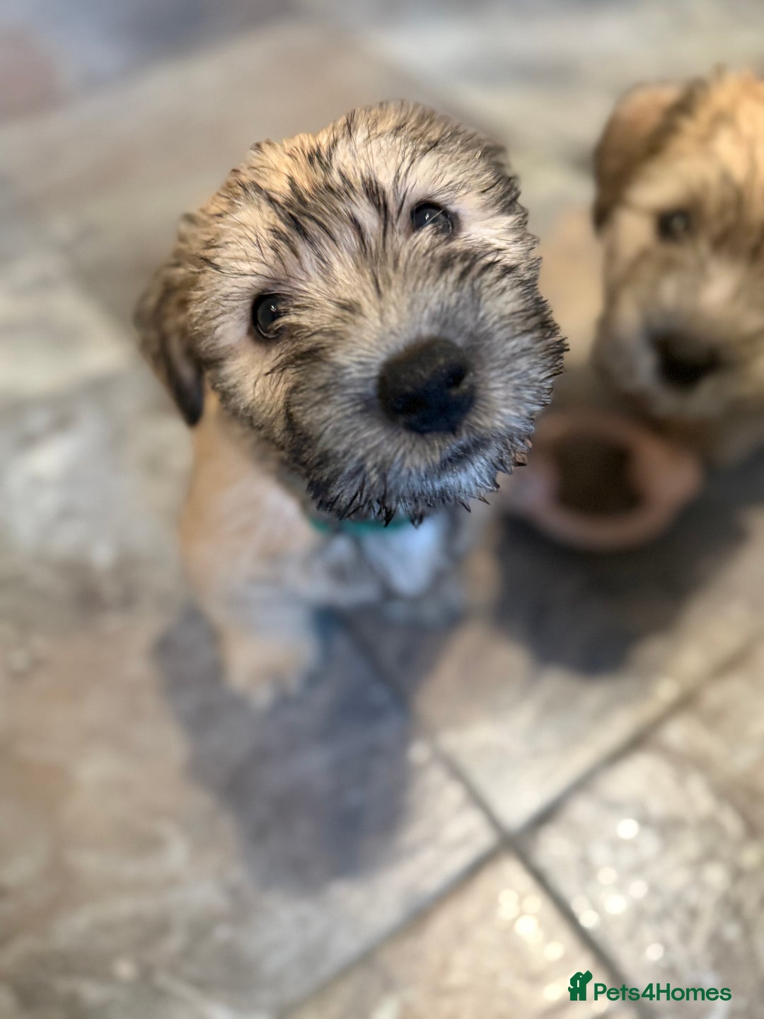 Glen of Imaal Terrier dogs for sale: Glen of Imaal terrier puppies - Advert 6