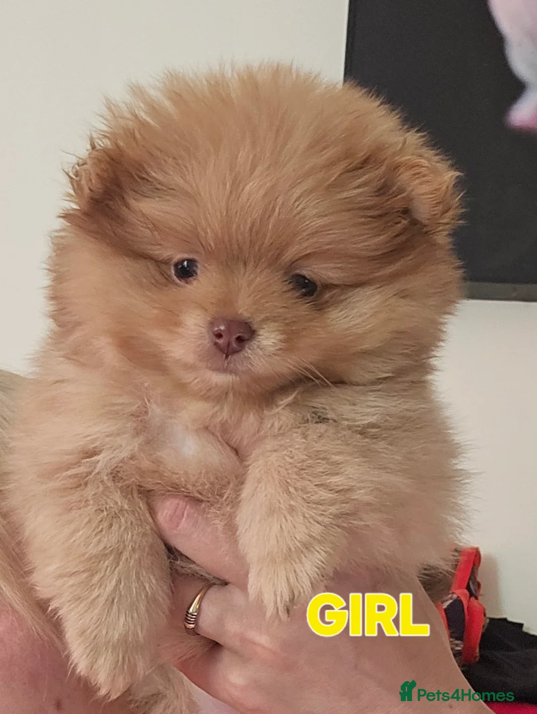 Pomeranian dogs for sale: Beautiful 3 Pomeranians up for reservation! - Advert 2