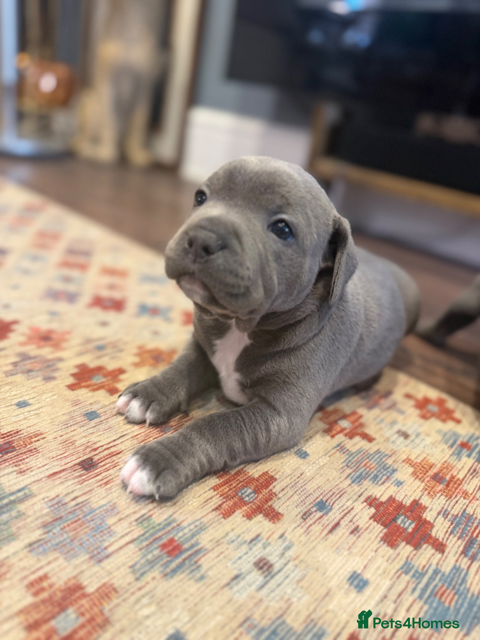 Staffordshire Bull Terrier dogs KC Registered Blue Staffordshire Bull terrier Pups - Advert 1