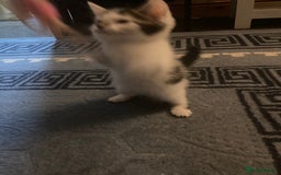 Turkish Angora cats for sale: Beautiful male Turkish angora mixed - Image 4