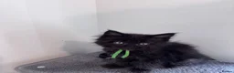 Maine Coon cats for sale: Big Ears & Fluffy Coats – Maine Coon Kittens  - Advert 9