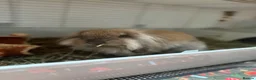 Lionhead rabbits for sale: Lionhead Lop Bunny Looking for a Loving home - Advert 1
