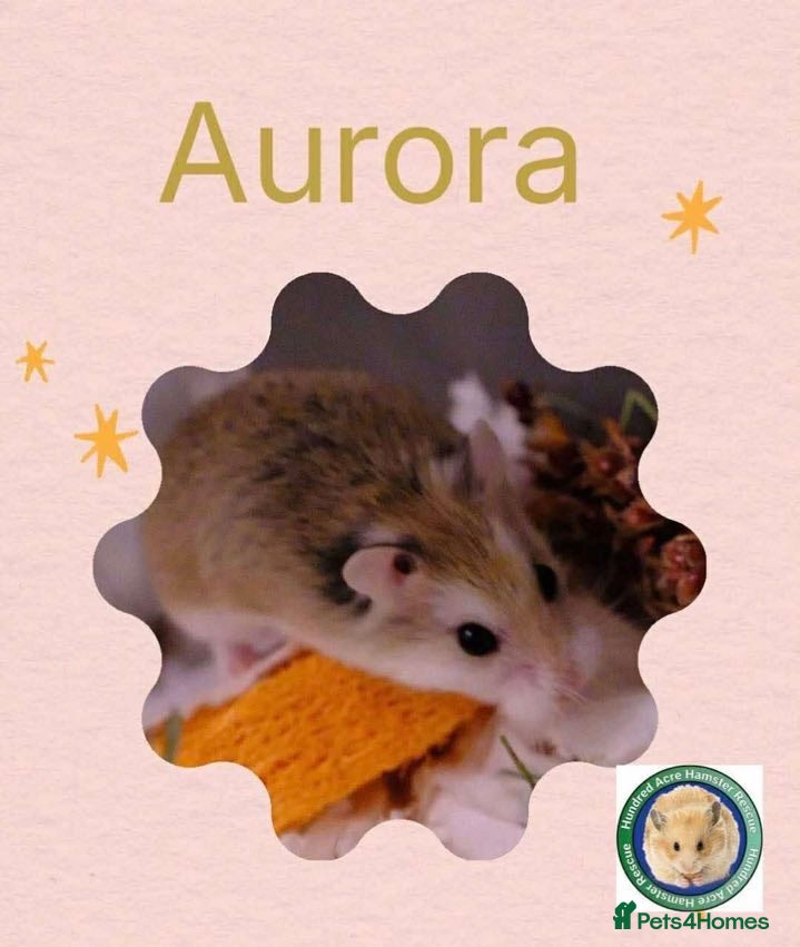 Hamster rodents Aurora - 100 Acre Hamster Rescue - Advert 1