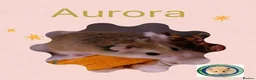 Hamster rodents for sale: Aurora - 100 Acre Hamster Rescue - Advert 1