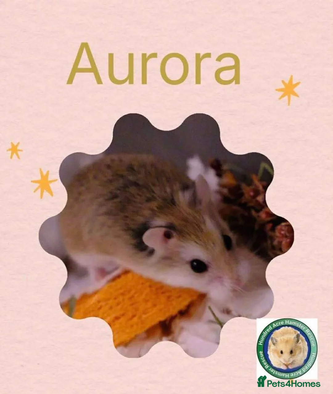 Hamster rodents for sale: Aurora - 100 Acre Hamster Rescue - Advert 1