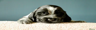 Cocker Spaniel 3